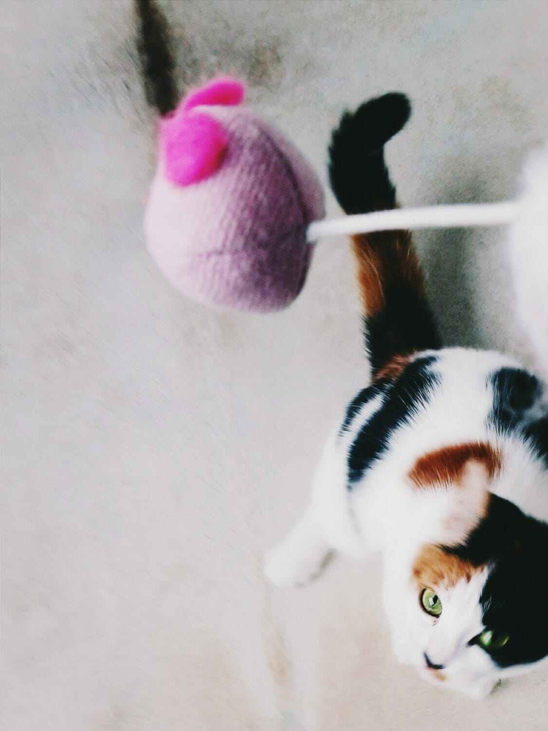 katt-mus-katteleke-vsco-bilderedigering-app